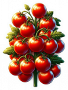 Tomate 02