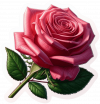 Rosas Rosadas04