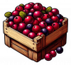 Cranberry 03