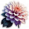 Dalia 07
