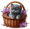 Gato Cartujo Cesta Y Flores 03