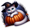 Gato Blanco En Calabaza 02