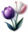 Tulipan 05