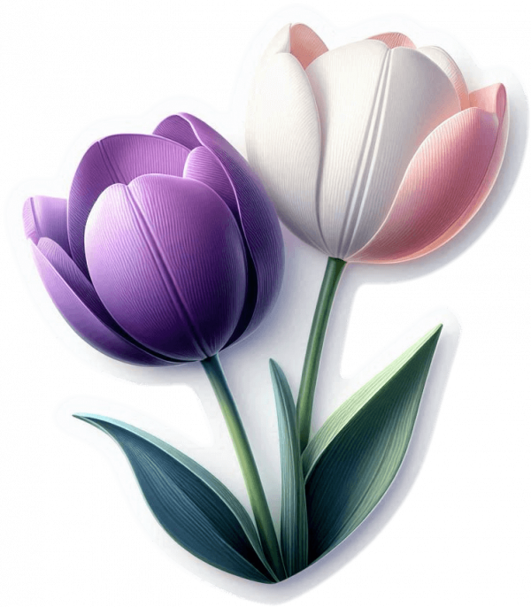 Tulipan 05
