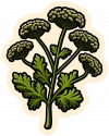 Cilantro 03