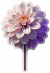 Dalia 02