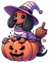 Dachshund Y La Calabaza 02