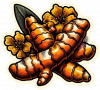 Curcuma 03