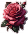 Rosas Rosadas01