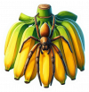 Araña Bananera 02
