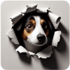 Jack Russell Hueco En Pared