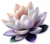 Flor De Loto 03