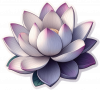 Flor De Loto 05
