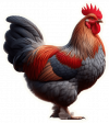 Gallina Australorp 05