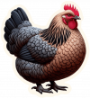 Gallina Australorp 06