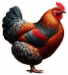 Gallina Australorp 04