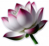 Flor De Loto01
