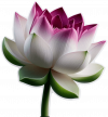 Flor De Loto02