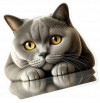 Gato British Shorthair 01