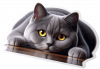 Gato British Shorthair 02