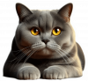 Gato British Shorthair 03