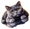 Gato British Shorthair 04