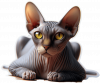 Gato Esfinge 01