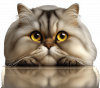 Gato Persa 02