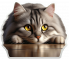 Gato Siveriano 02