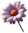Flor Margaritas 05