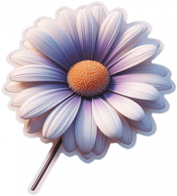 Flor Margaritas 06