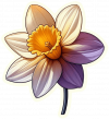 Flor Narciso 02