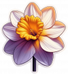 Flor Narciso 03