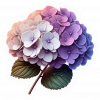 Flor Hortensias 01