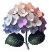 Flor Hortensias 04