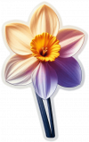 Flor De Narciso 04