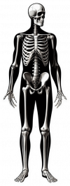 Esqueleto Humano03