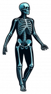 Esqueleto Humano06