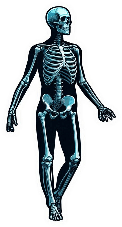 Esqueleto Humano06