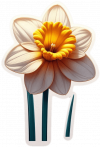Flor De Narciso 07