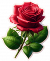 Flor De Rosas Rojas04