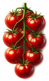 Fruta De Rama De Tomates 01