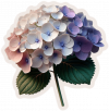 Flor De Hortensias 06