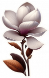Flor De Magnolia 02