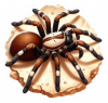 Araña Lobo 04