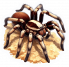 Araña Lobo 02