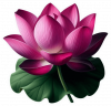 Flor De Loto