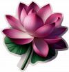 Flor De Loto