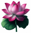 Flor De Loto