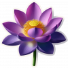 Flor De Loto